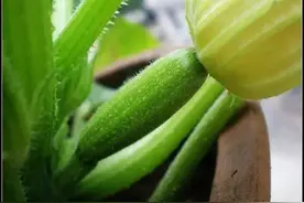你知道为什么你种的西葫芦即使结了瓜也坐不住吗？图片