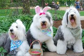 不扎辫子就看不到眼睛,风靡全球的古代牧羊犬图片