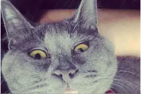 走红网络的惊讶猫背后的真相让人心疼，不要用人类的表情揣摩动物图片