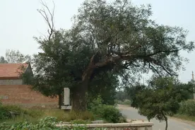 临朐老家村头都有古槐，是因为山西大槐树么？| 朐记图片