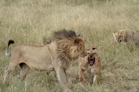 雌雄大战！为夺取食物母狮竟与公狮开战，场面令人大开眼界图片