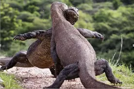 成年科莫多巨蜥是怎样杀死对方的？毒腺是否还会起作用？图片