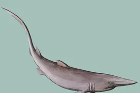 粉嫩嫩的精灵鲨你见过吗？长相太凶猛可怕图片