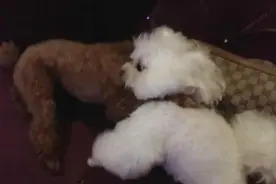 实拍狗狗们玩耍，你们是打闹还是摔跤啊？上半场以大贵宾完胜落幕图片