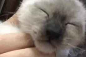 家里小猫的脸“长糊了”？这是怎么回事？图片