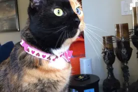 一对夫妇发现一只怪异斑猫，带回家后，竟让人羡慕不已图片
