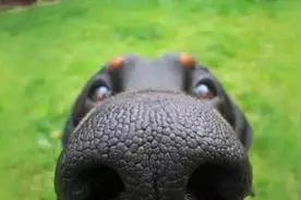 原来狗狗的这个动作代表了这种意思，你看懂了吗？图片