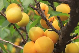 杏梅、杏桃还有杏李跟杏到底有没有血缘关系图片