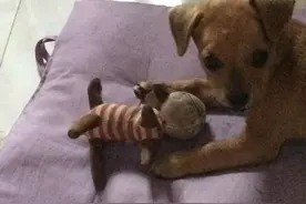 朋友送我的狗狗，说是拉布拉多，没想到养了一段时候后问题出现了图片