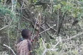 非洲部落狩猎角羚，剥皮开膛破肚伸手挖内脏，整套手法如此一绝！图片