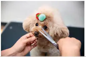 夏天到了，教你如何修剪狗的面部和腿部图片