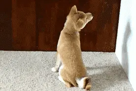 表情包大战之哈士奇VS柴犬，你支持谁？图片