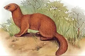 东北异闻：当讨封的黄皮子遇到了熊孩子，成个精咋就这么难！图片