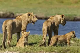 为了保护幼崽顺利过河，母狮下水与鳄鱼展开生死搏斗！图片