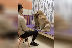 现在的人为什么都喜欢养金毛？看了这个视频我才知道！