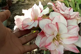 朱顶红只长叶子不开花，只需一个小方法，年年开花开到爆视频封面