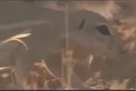 眼镜蛇大战野猫，一场速度之战！究竟谁沦为盘中餐？视频封面