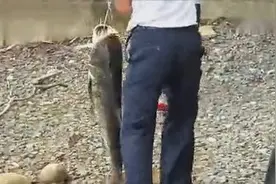 千岛湖抛竿浮钓20斤大鲢鳙视频