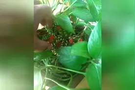 谁见过开花的绿萝，头一次见这个还开花视频封面