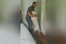 杜高到底多黏主人？看看这个视频你就知道了视频封面