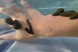 作死歪果仁挑战各种疼痛，看着都疼视频封面