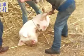 大白猪被宰前，拼命反抗却无力回天，乖乖就范算了视频封面