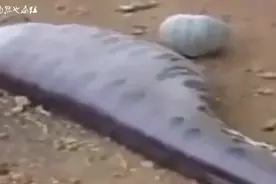 泰国蟒蛇生吞7岁小孩，划开蛇皮瞬间吓坏了所有人！视频封面