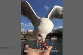 手机拍摄的技巧（作品实例讲解）抓拍