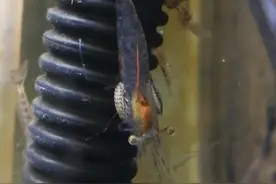 现实世界里的异形抱脸虫视频封面