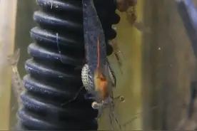 现实世界里的异形抱脸虫视频封面