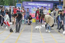 国内办现实版龟兔赛跑 场面呆萌图片