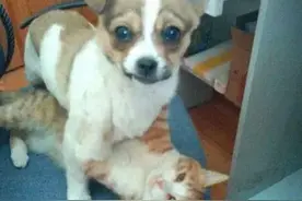 LOL每日搞笑囧3D视角是这样玩的图片