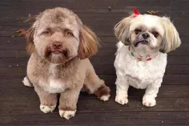 泰国一只宠物狗长得太像人 网友惊呼不可思议图片