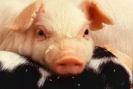 猪肉2个月下跌三成，养一头猪亏100元！河南首富身家缩水百亿图片