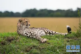 肯尼亚旅游渐成时尚 期待更多中国游客图片