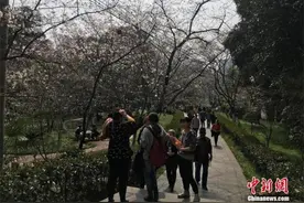 武汉大学赏樱实行预约限流 引入人脸识别技术图片