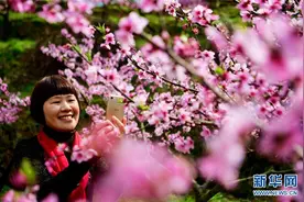 三月桃花迎客来图片
