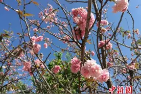 华南地区规模最大樱花园数万株樱花相继盛开 吸引大批游客图片