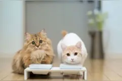 猫咪可不可以喝牛奶？作为铲屎官的你都不一定知道图片