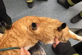 大难不死！“猫坚强”身体被三条金属栅栏刺穿 竟奇迹生还图片