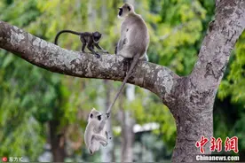 印度顽皮小猴抓住妈妈尾巴荡秋千超搞笑图片