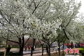 河南鹤壁“樱花季”将至 5万余株樱花迎客来图片