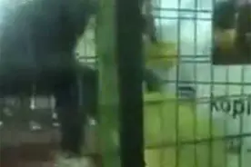孩子与狮子共处一笼？小女孩被狮子攻击扑倒狠咬图片