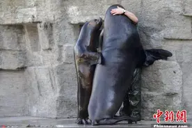 维也纳动物园海狮卖萌求抱抱 “调戏”饲养员图片