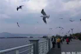 海鸥离昆10天倒计时 市民想为它们饯行图片
