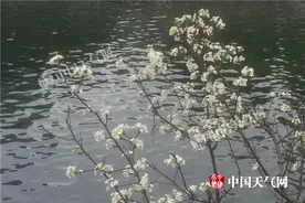 春风拂柳春意浓  雷雨惊春暖不减图片