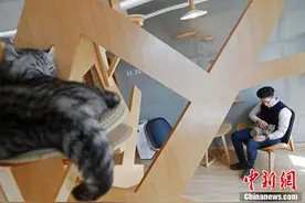 上海猫咪主题咖啡馆 喵星人为顾客缓解压力图片