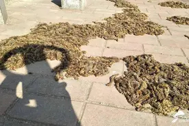 无事忙无事忙，三天不见大长长！济南街头落下“毛毛虫”图片