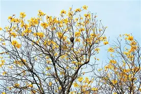 红木家具三招辨识 “机雕”或“手雕”图片