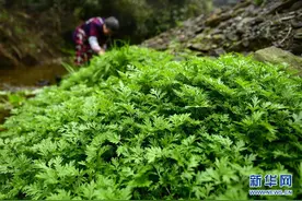 湖北恩施：充满春天味道的土家“社饭”图片